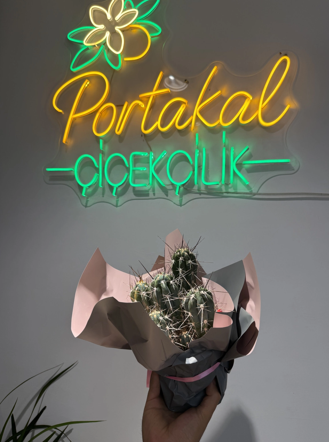 Kaktüs