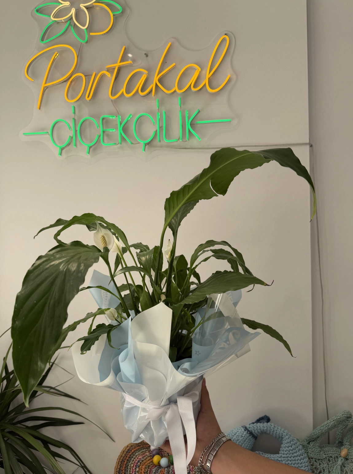 Saksı Bitkisi